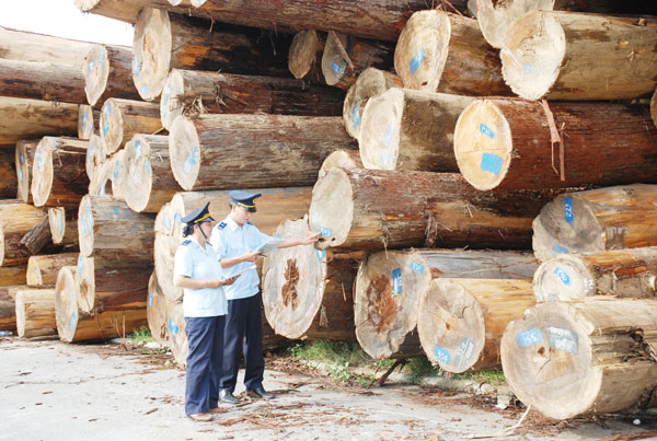 Hướng Dẫn Đầy Đủ Thủ Tục Nhập Khẩu Gỗ Tự Nhiên: Từ Quy Trình Đến Yêu Cầu Giấy Tờ