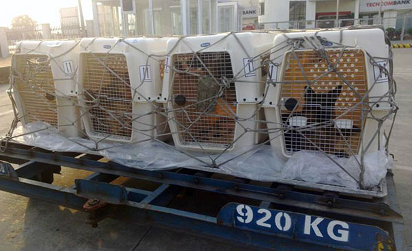 Hướng dẫn vận chuyển chó mèo bằng đường hàng không đầy đủ, ít rủi ro nhất